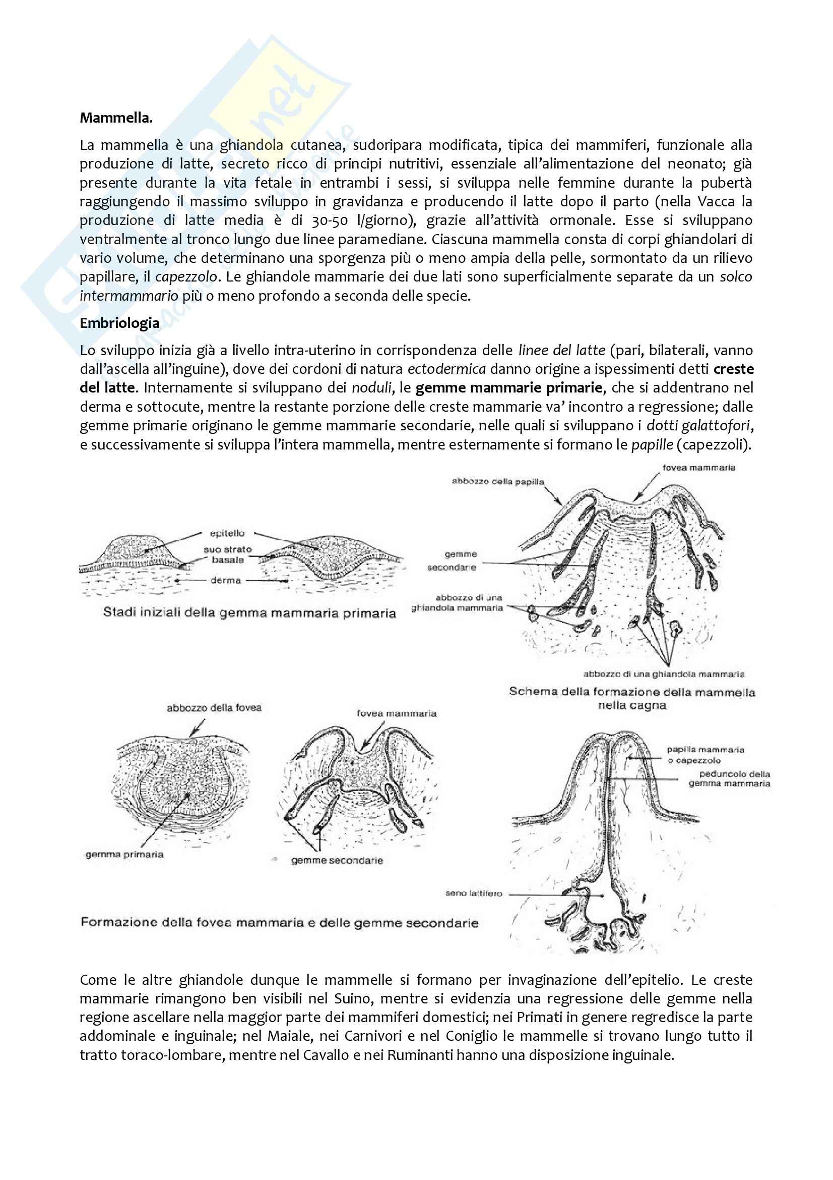 Mammella, Anatomia con elementi di istologia Pag. 1