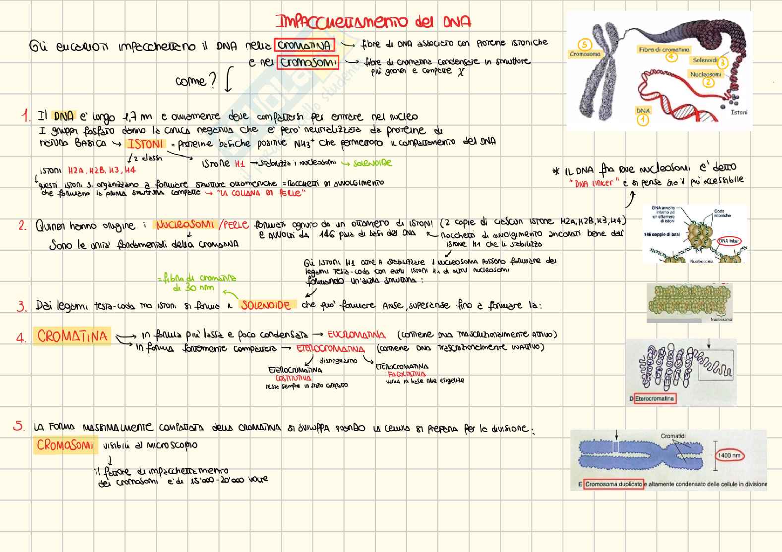 Appunti di Biologia generale e genetica Pag. 1