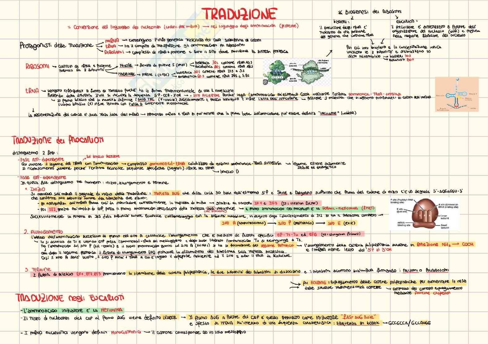 Appunti di Biologia generale e genetica Pag. 16