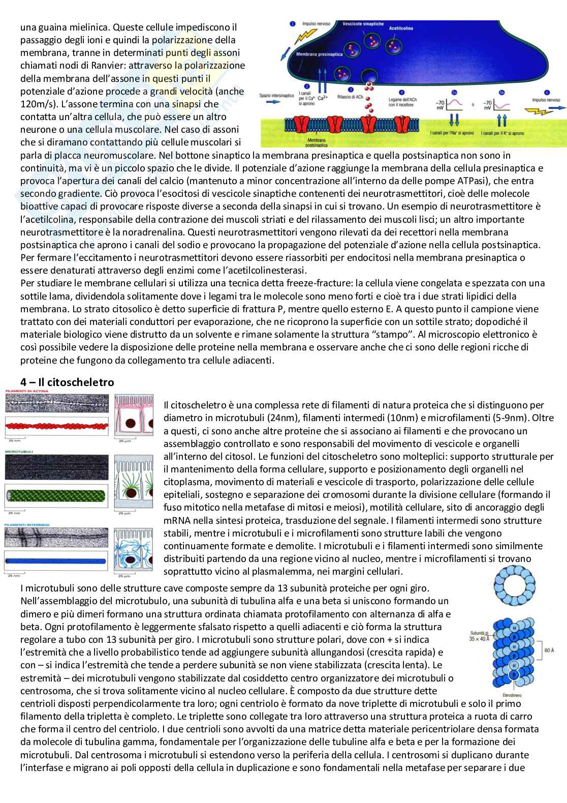 Biologia cellulare e atlante istologico - Guida completa per l'esame Pag. 11