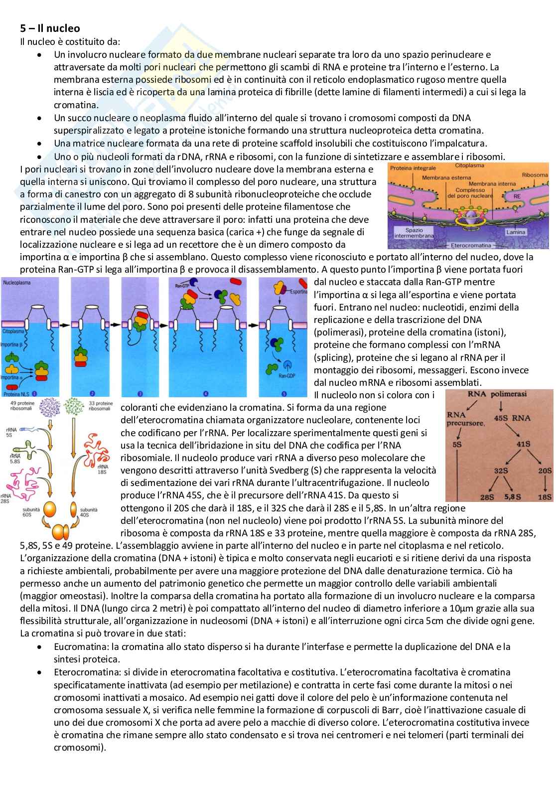Biologia cellulare e atlante istologico - Guida completa per l'esame Pag. 16