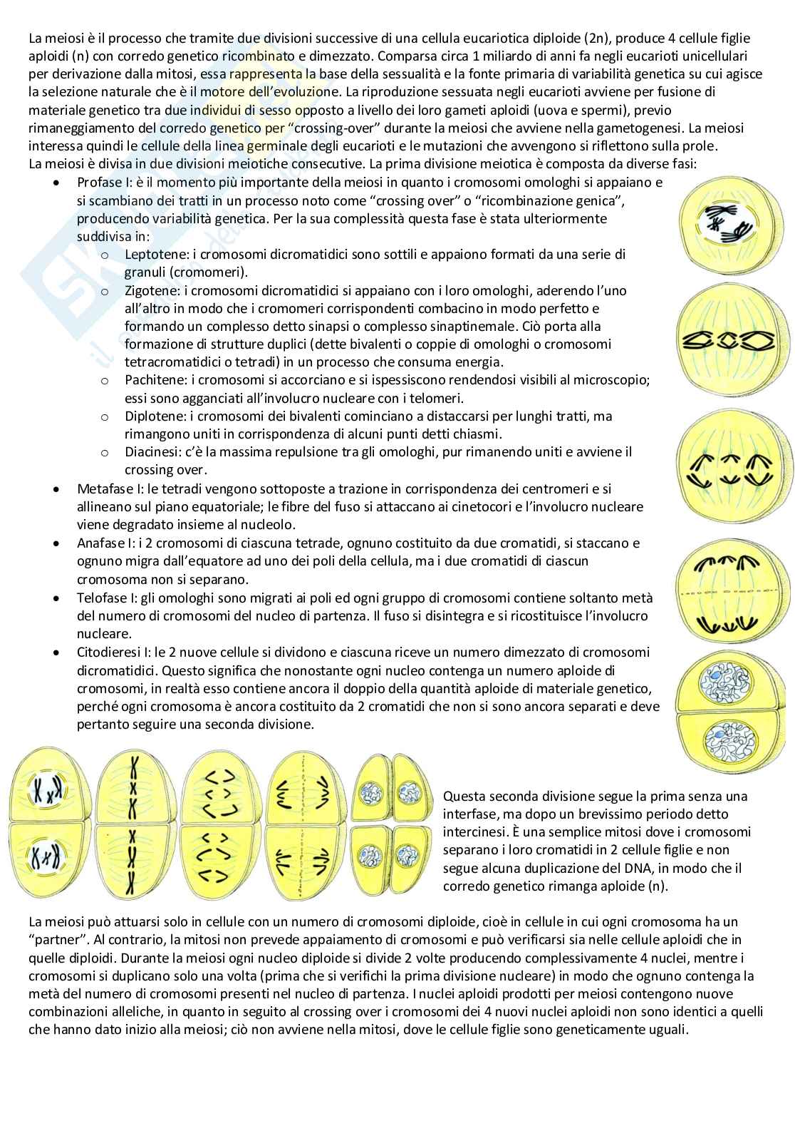 Biologia cellulare e atlante istologico - Guida completa per l'esame Pag. 21