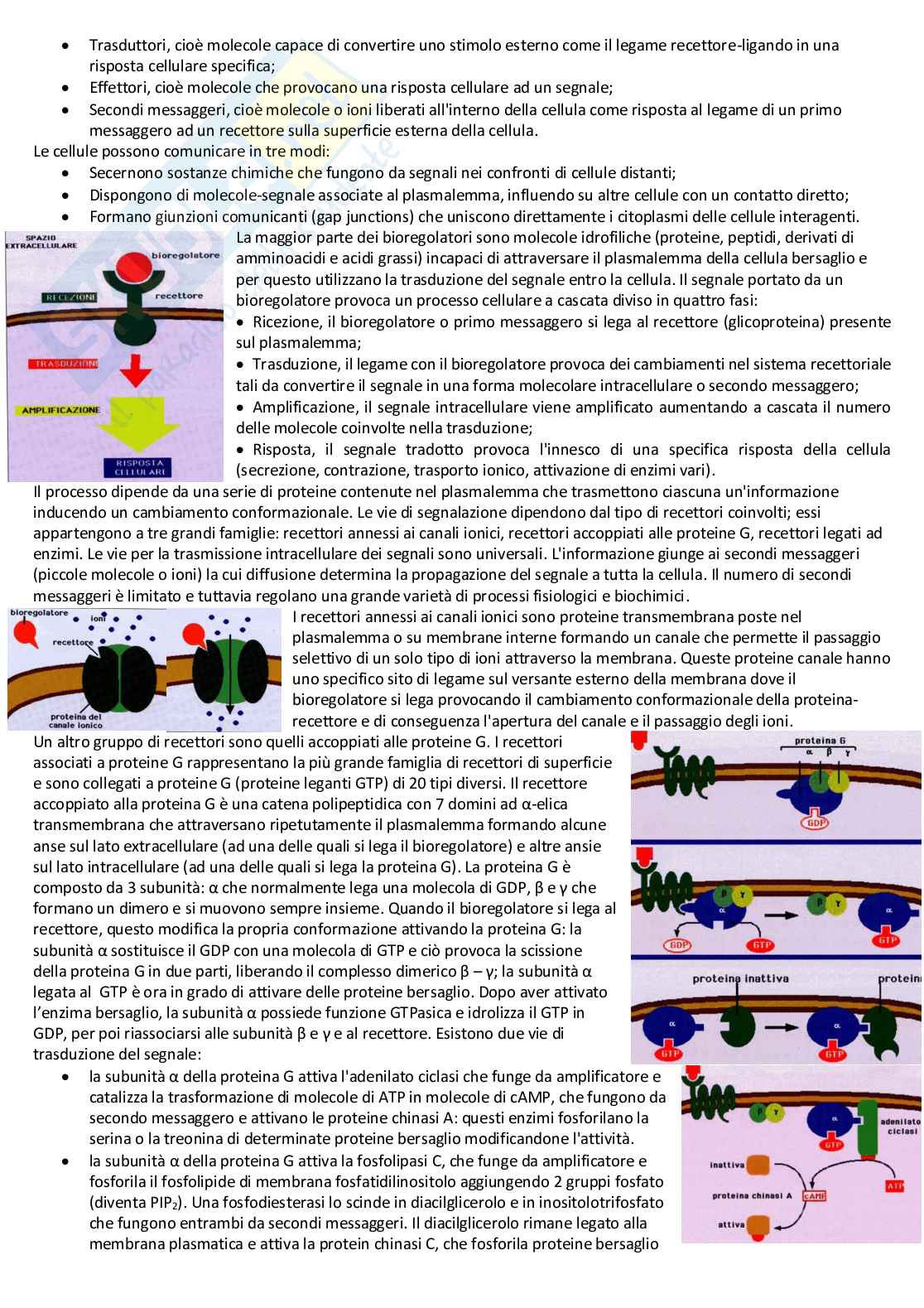 Biologia cellulare e atlante istologico - Guida completa per l'esame Pag. 31