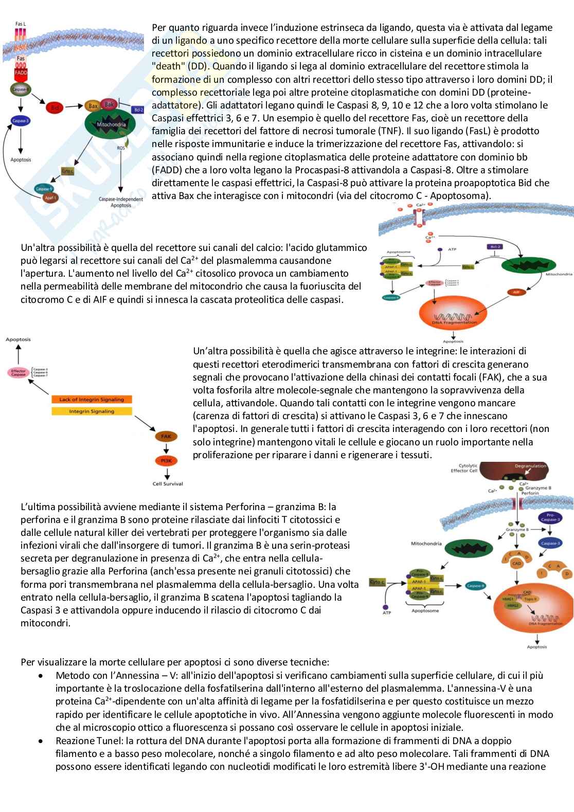 Biologia cellulare e atlante istologico - Guida completa per l'esame Pag. 36