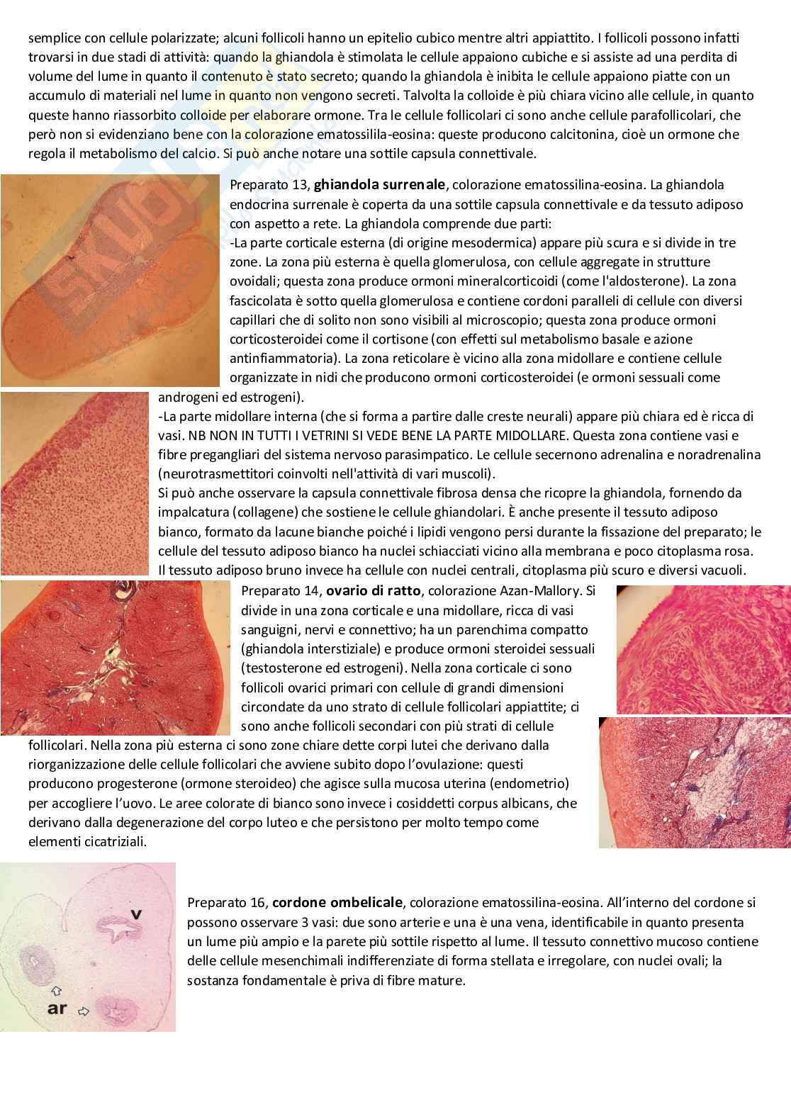 Biologia cellulare e atlante istologico - Guida completa per l'esame Pag. 56
