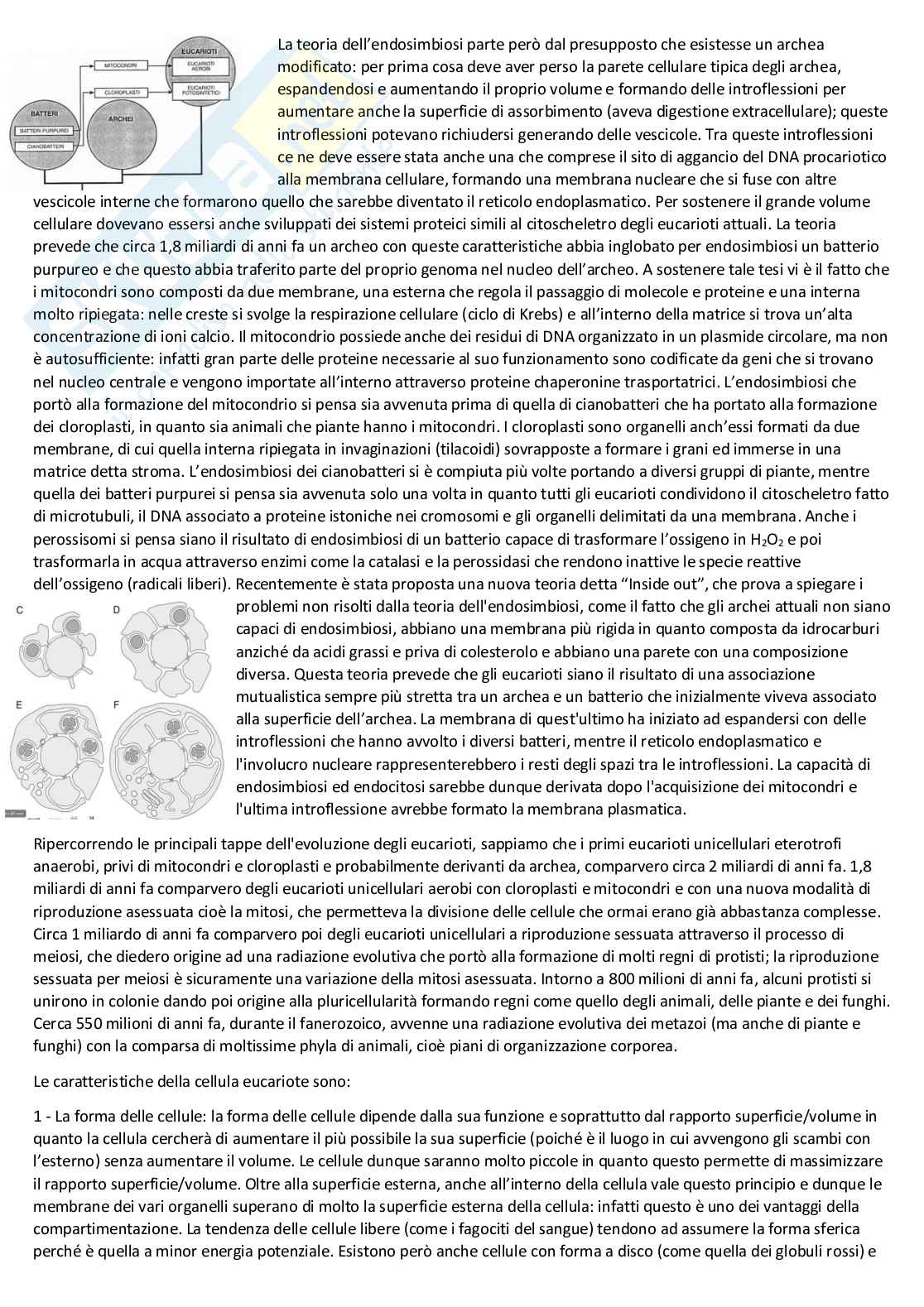 Biologia cellulare e atlante istologico - Guida completa per l'esame Pag. 6
