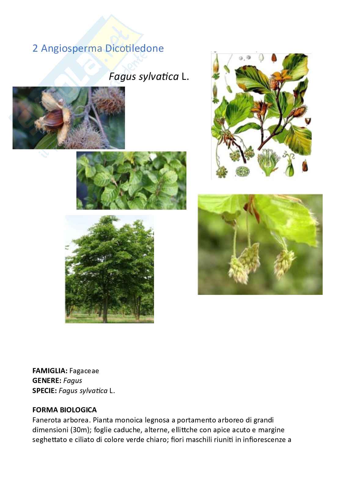 Relazione laboratorio Botanica e biodiversità vegetale Pag. 2