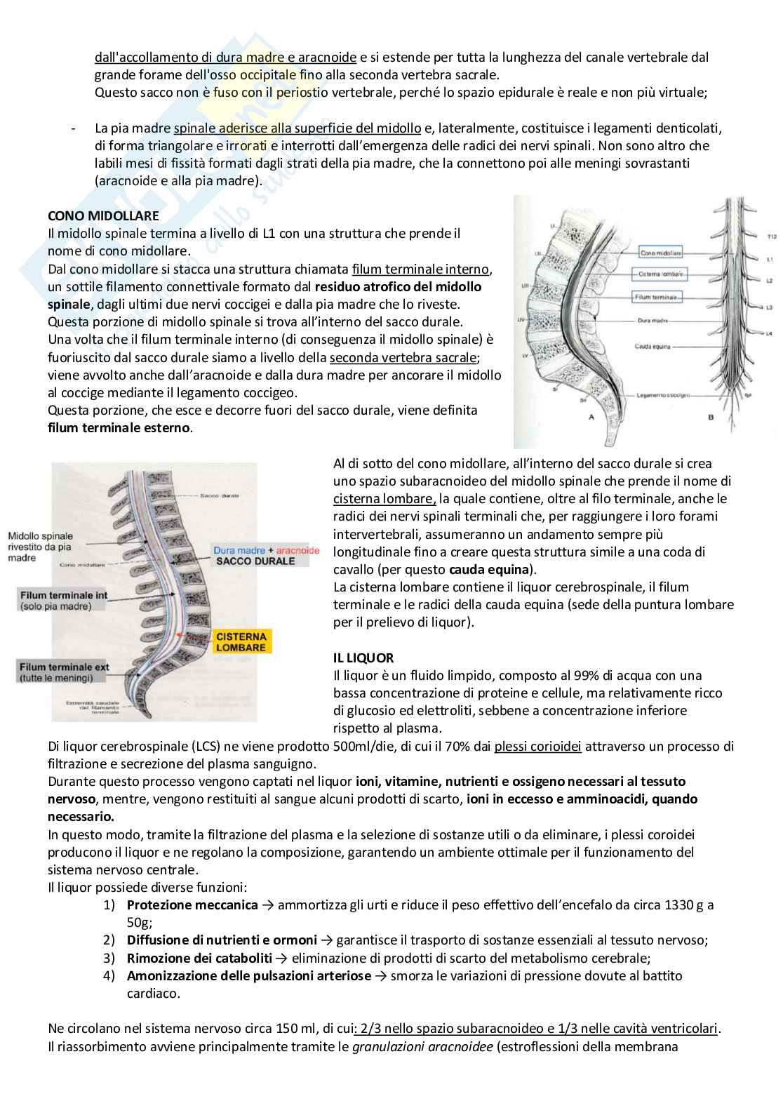 Sistema Nervoso Centrale Pag. 11