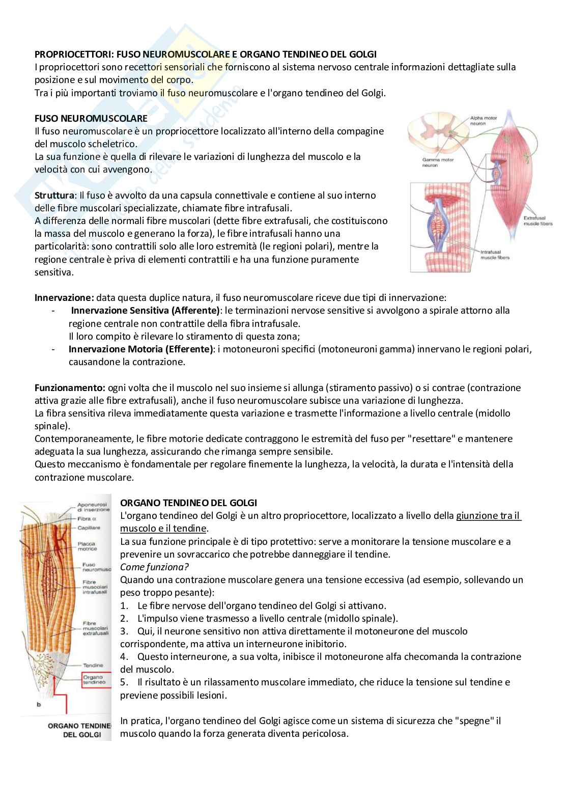 Sistema Nervoso Centrale Pag. 16