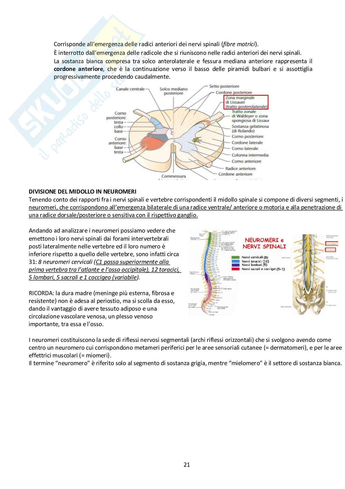 Sistema Nervoso Centrale Pag. 21