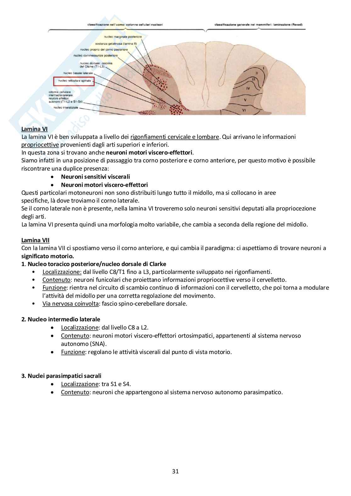 Sistema Nervoso Centrale Pag. 31