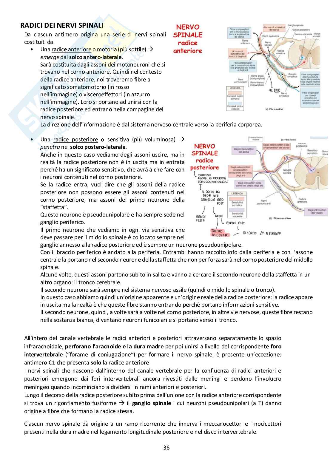 Sistema Nervoso Centrale Pag. 36