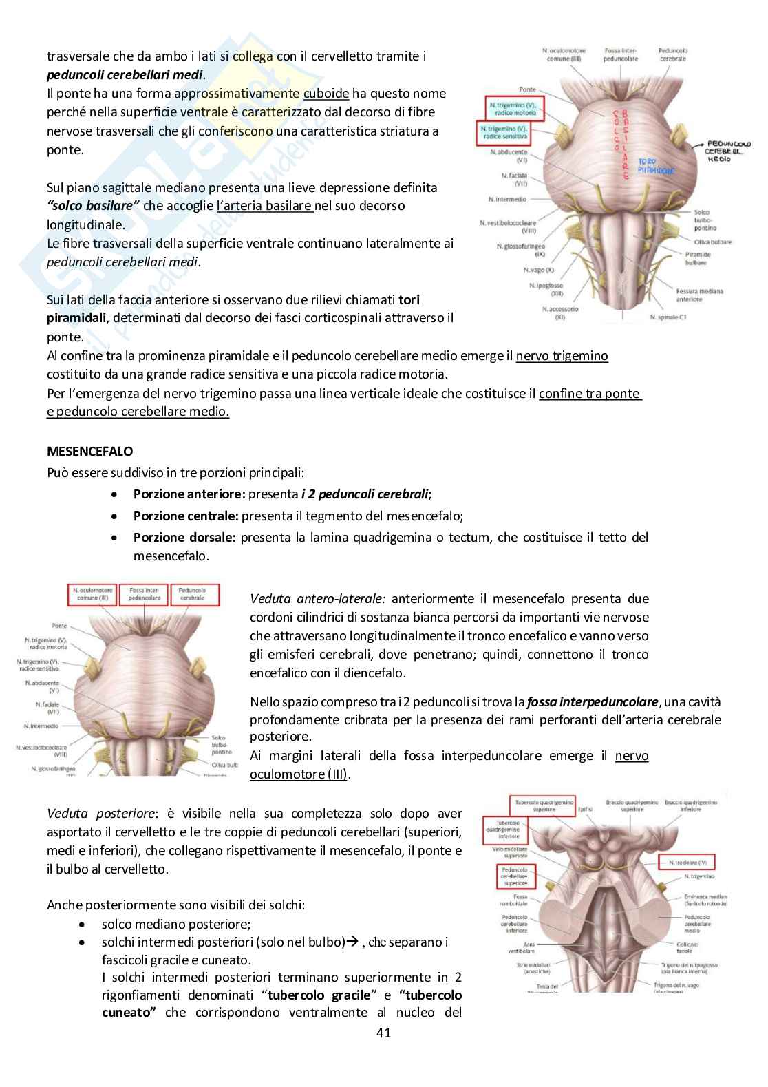 Sistema Nervoso Centrale Pag. 41