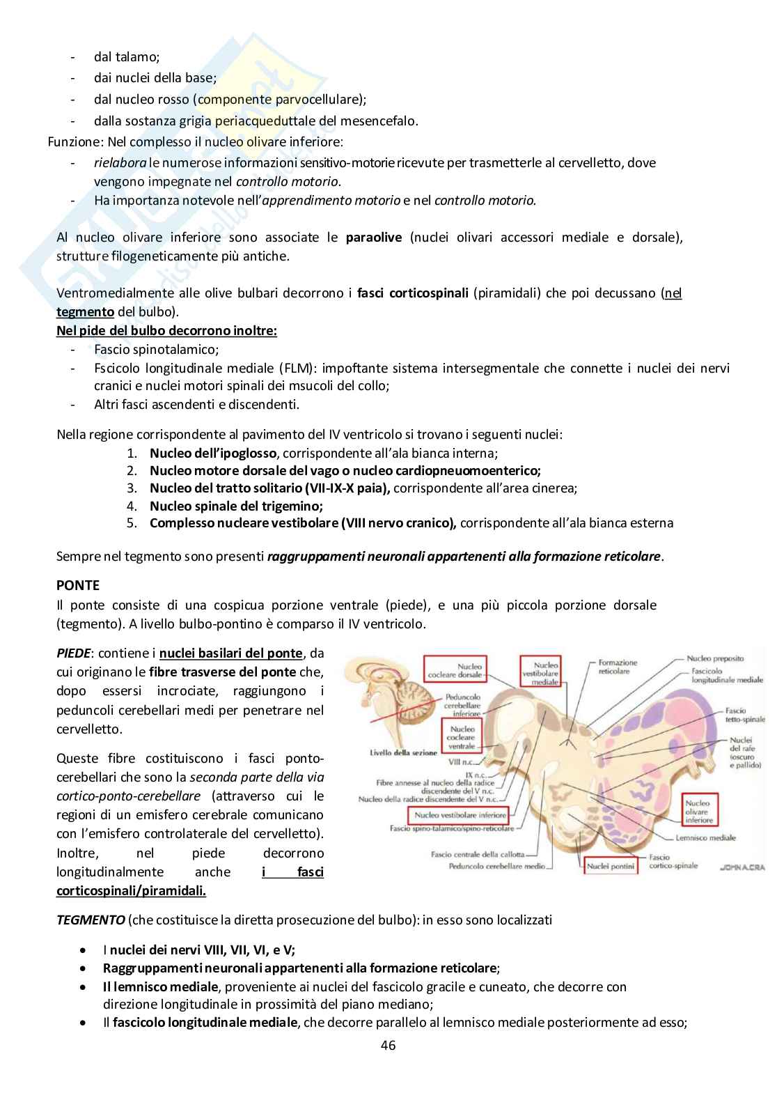 Sistema Nervoso Centrale Pag. 46