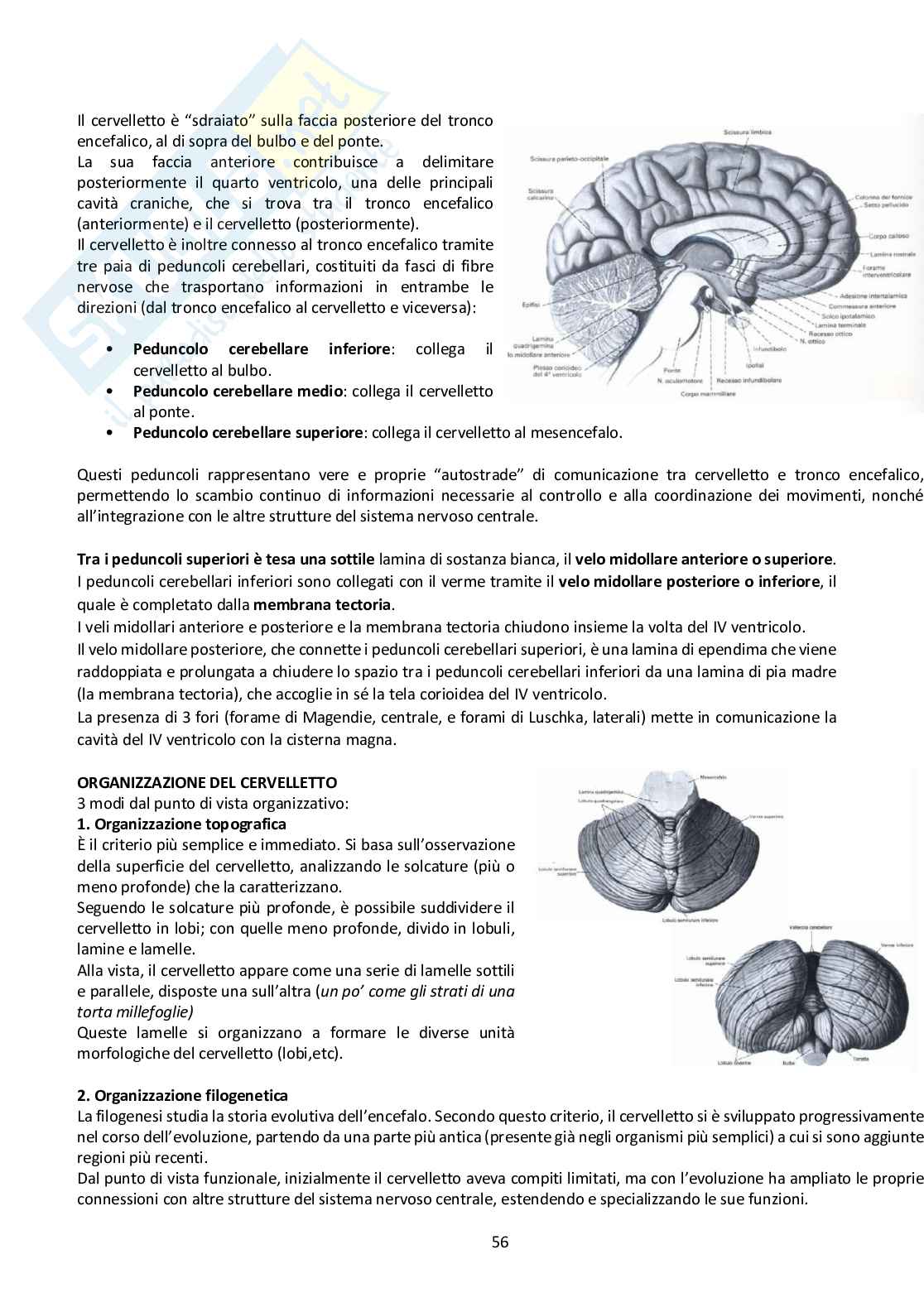 Sistema Nervoso Centrale Pag. 56
