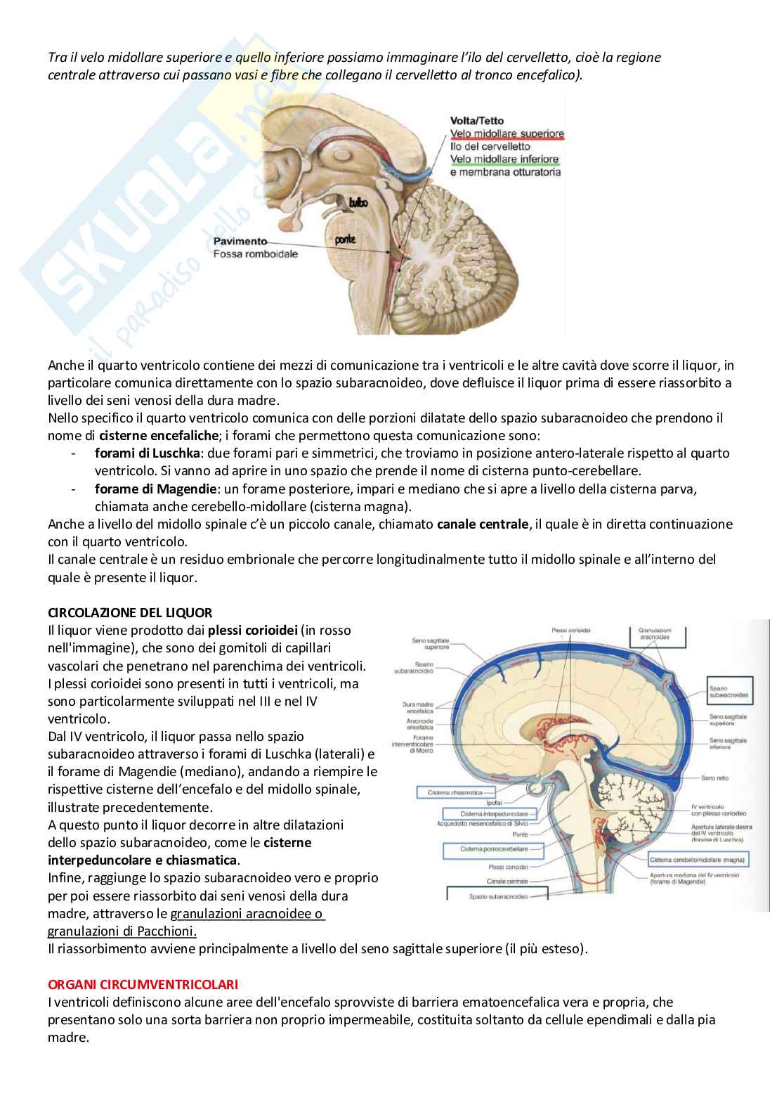Sistema Nervoso Centrale Pag. 6