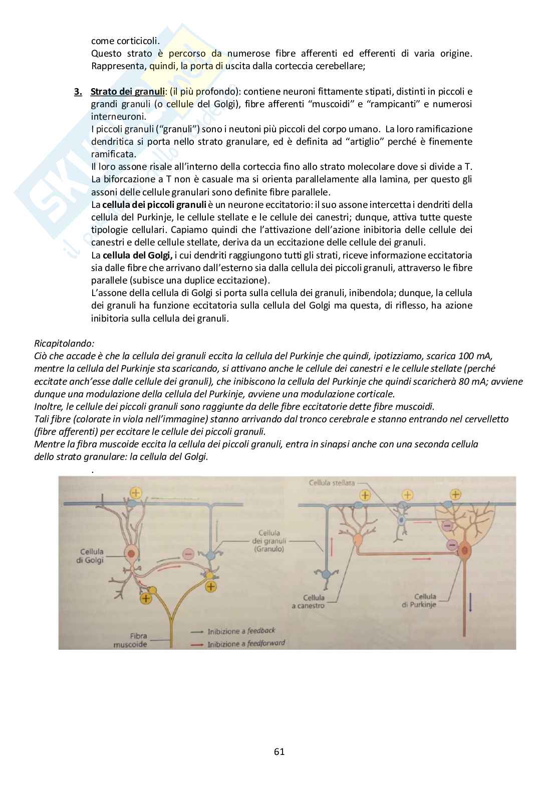 Sistema Nervoso Centrale Pag. 61