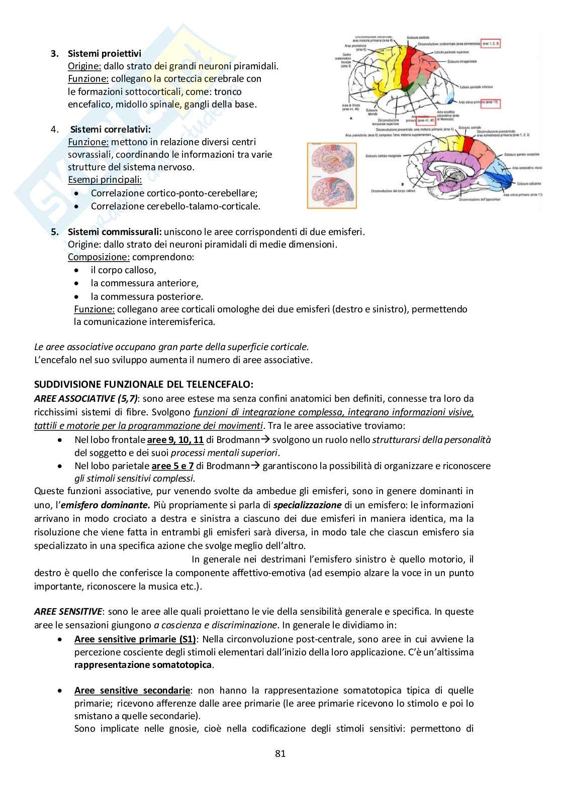 Sistema Nervoso Centrale Pag. 81