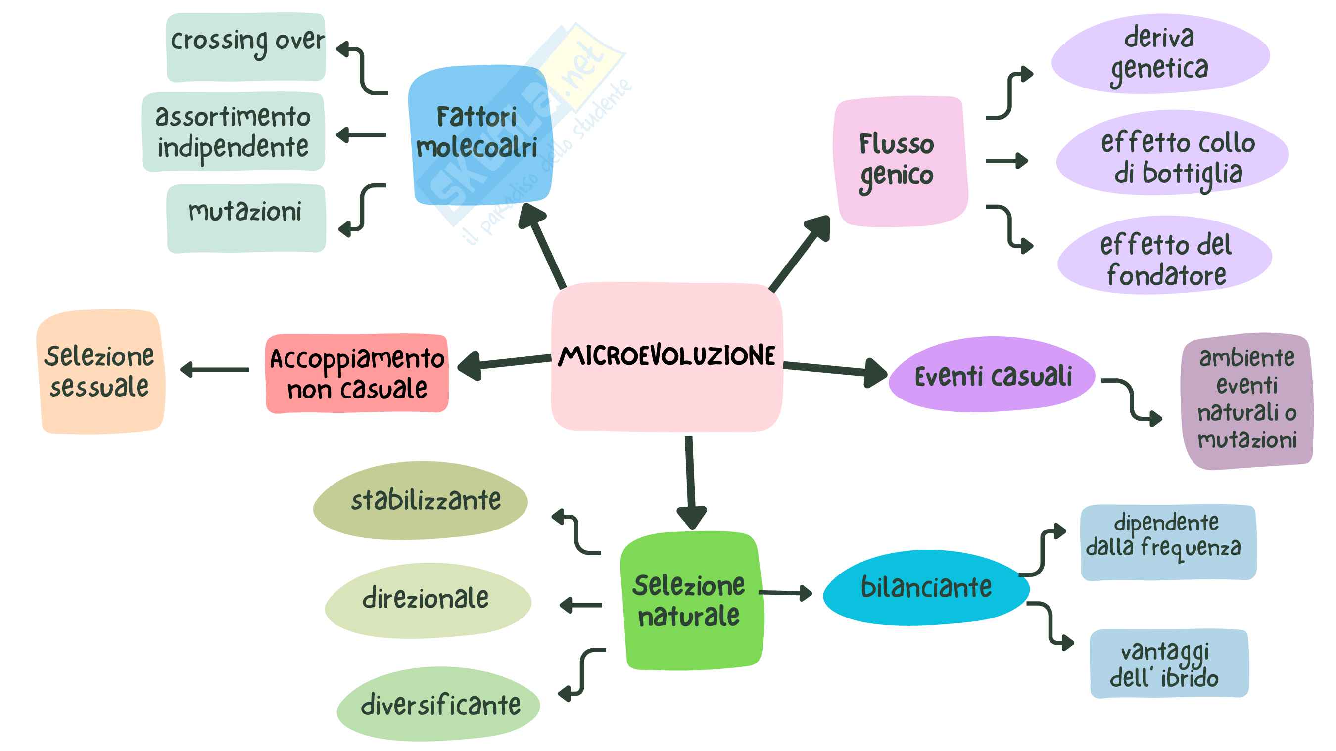 Mappe concettuali Zoologia Pag. 2
