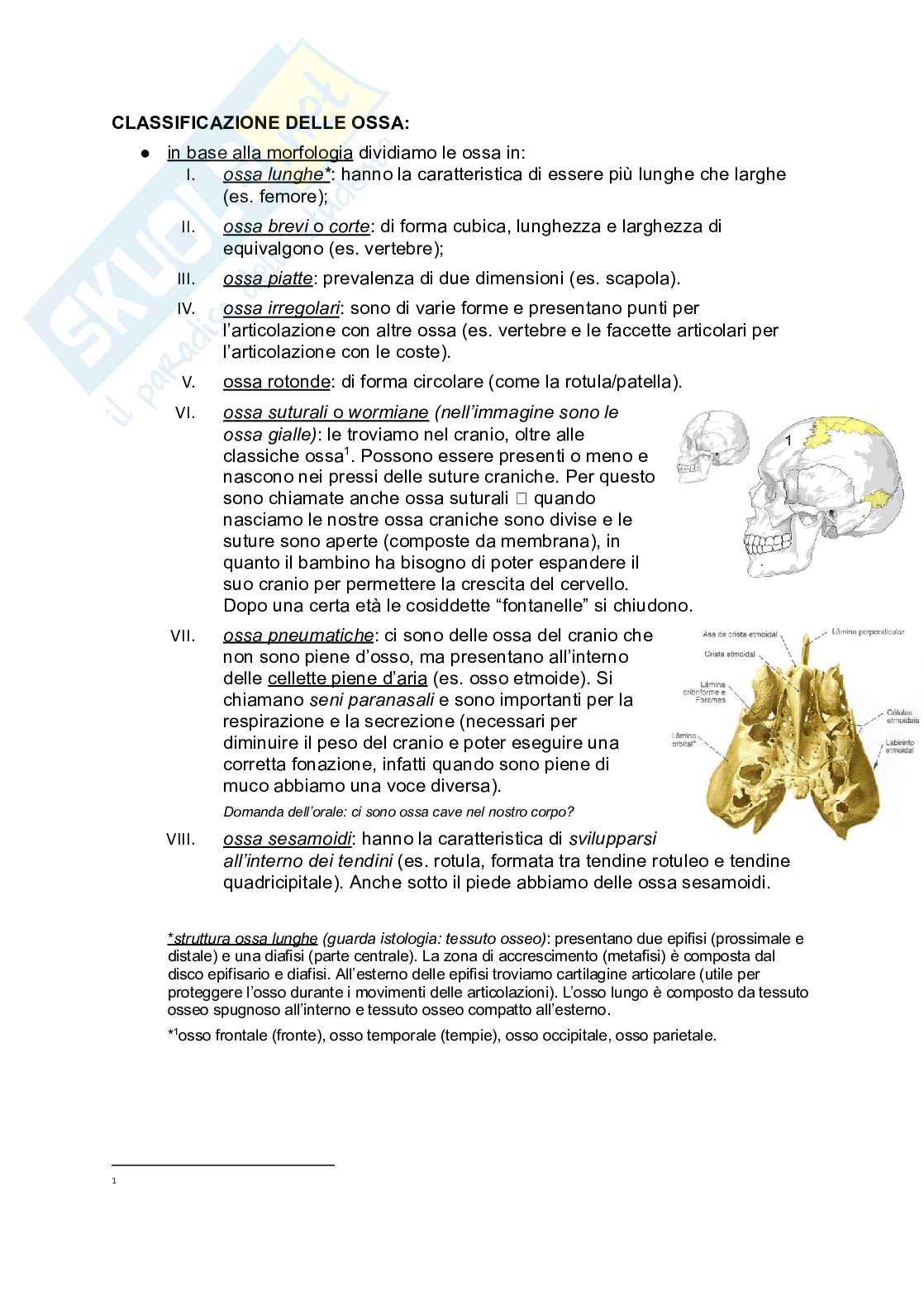 Introduzione all'anatomia del sistema muscoloscheletrico (MSK)   Pag. 6