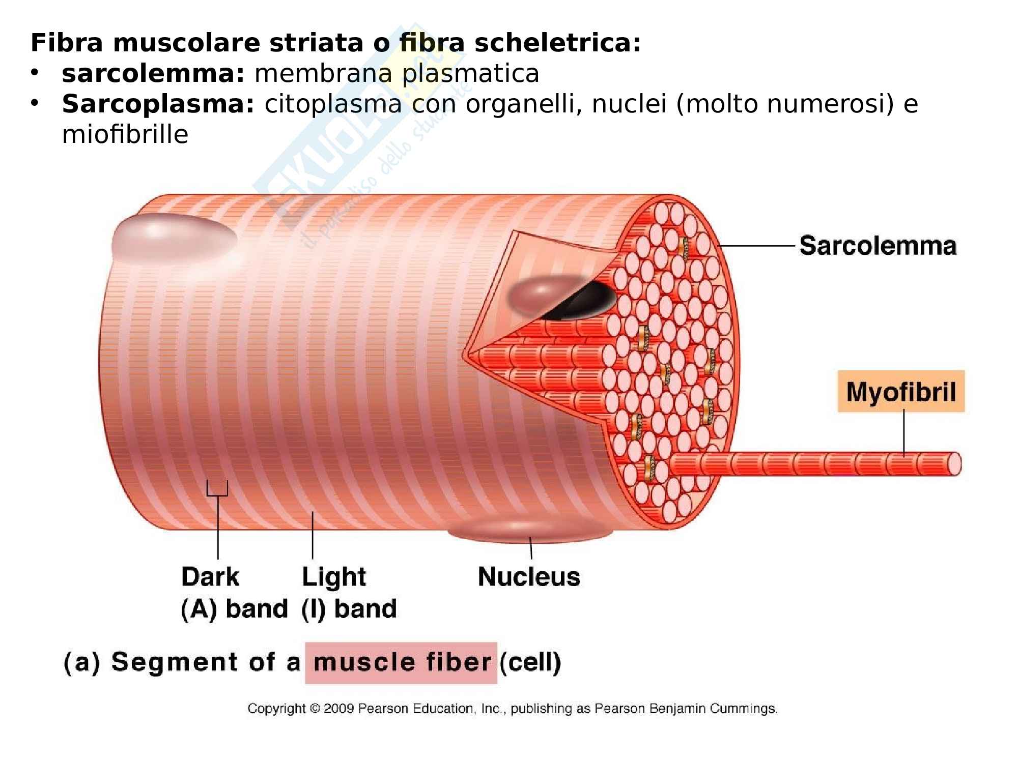 4- tessuto muscolare Pag. 6
