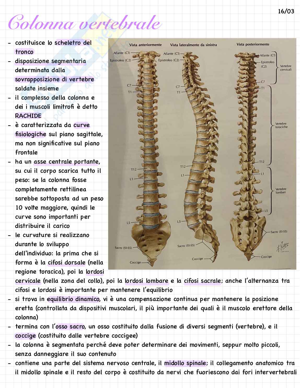 Sistema scheletrico Pag. 2
