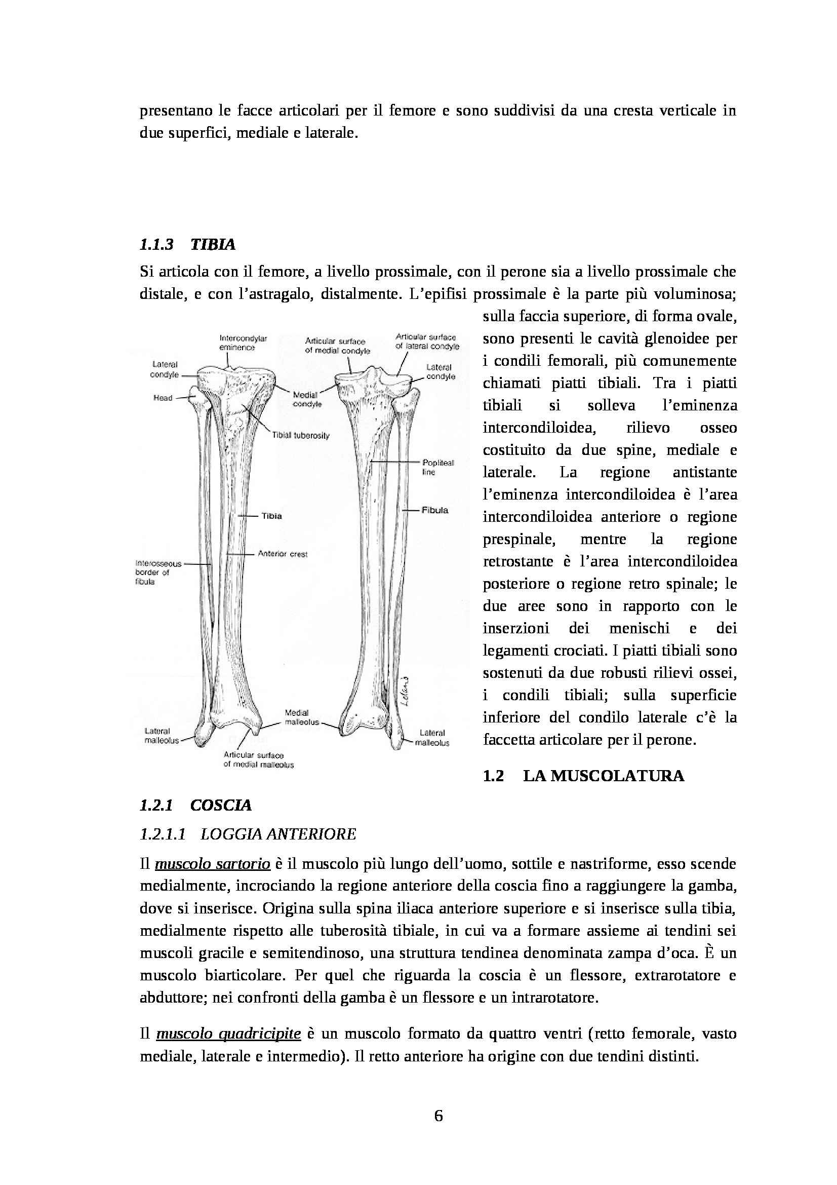 Tesi - Lesioni capsulo legamentose del ginocchio nella pratica del motocross Pag. 6