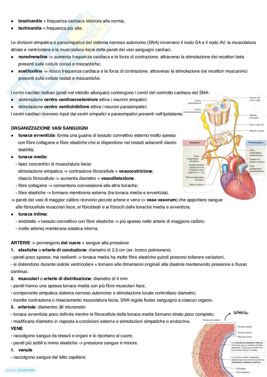 Anatomia umana Pag. 16