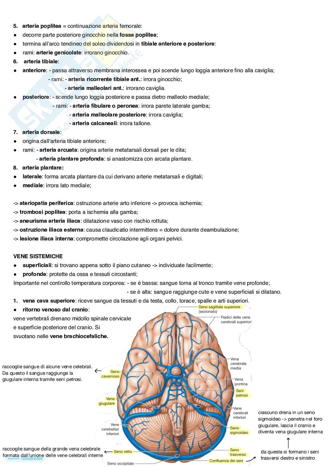 Anatomia umana Pag. 21