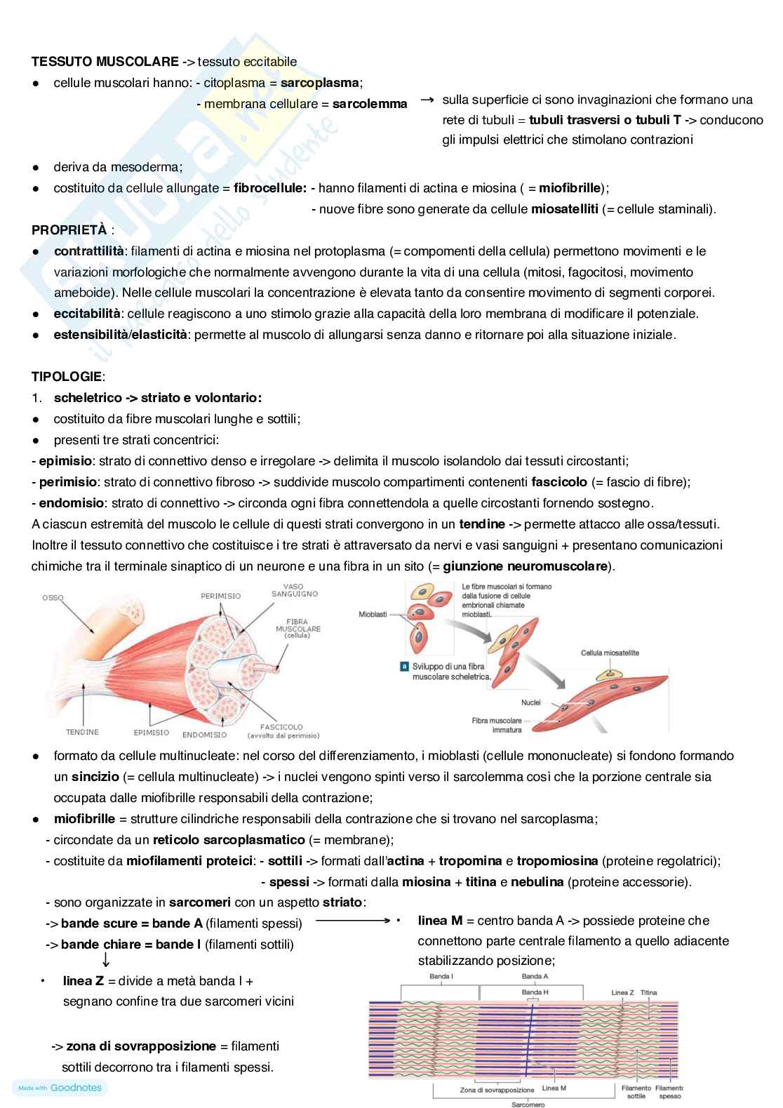Anatomia umana Pag. 6
