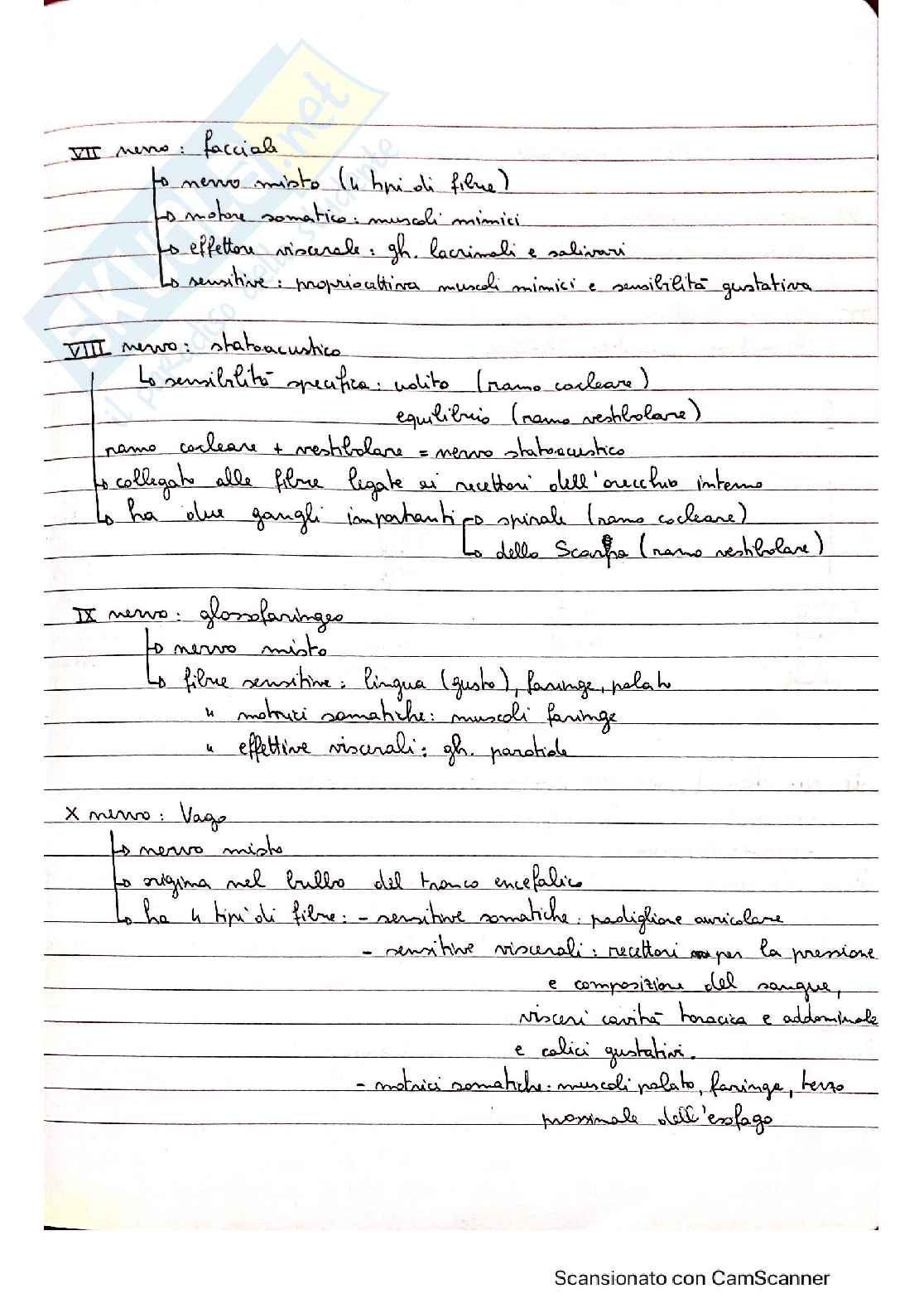 Anatomia - Quaderno 3 Pag. 11