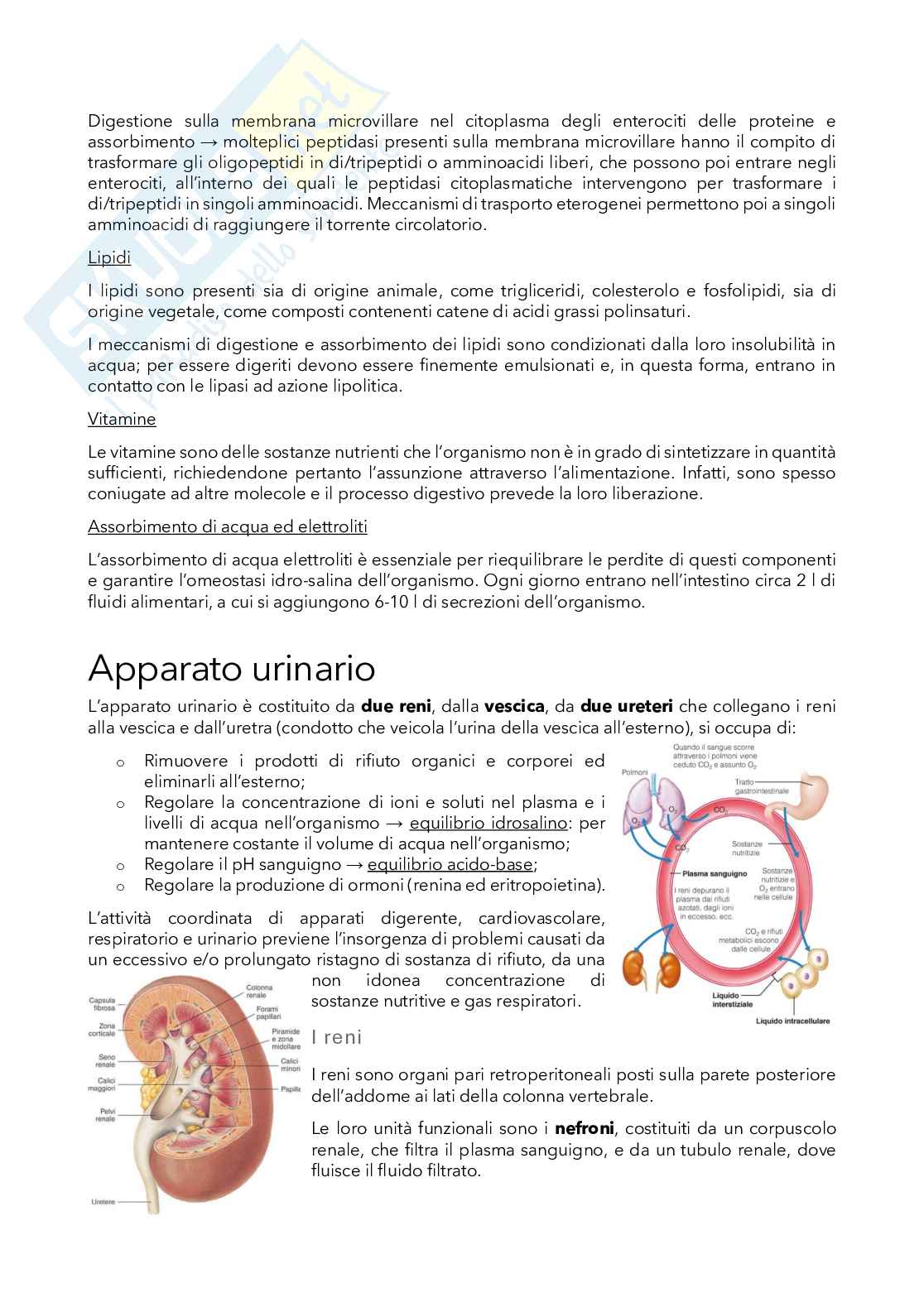 Fisiologia dei sistemi - Appunti Pag. 26