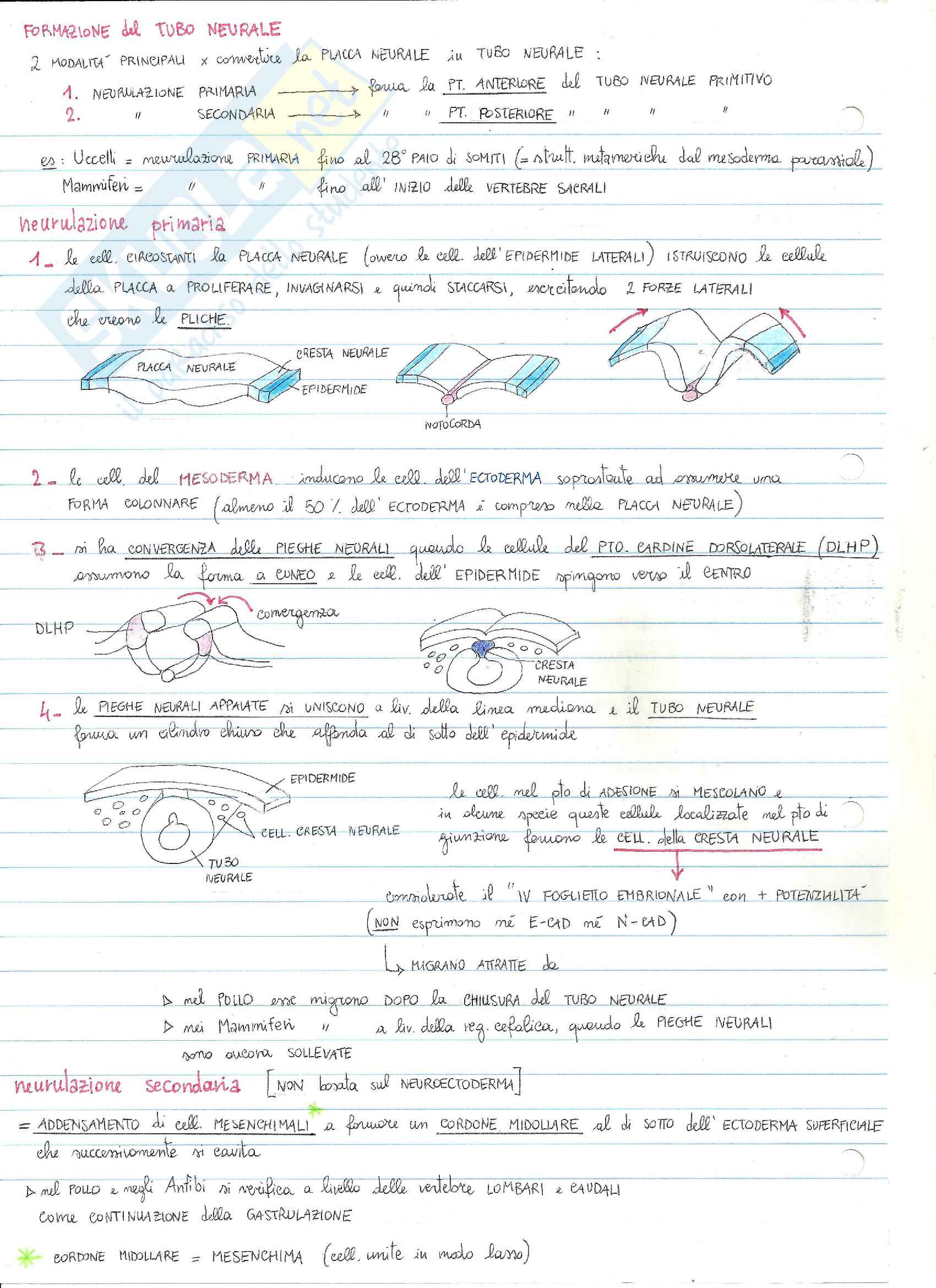 Embriologia Pag. 16