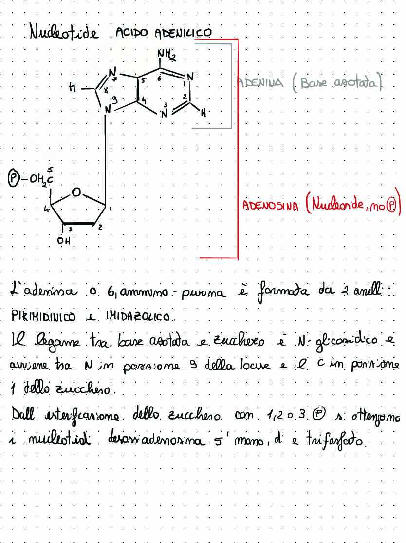 Introduzione Biologia molecolare Pag. 16