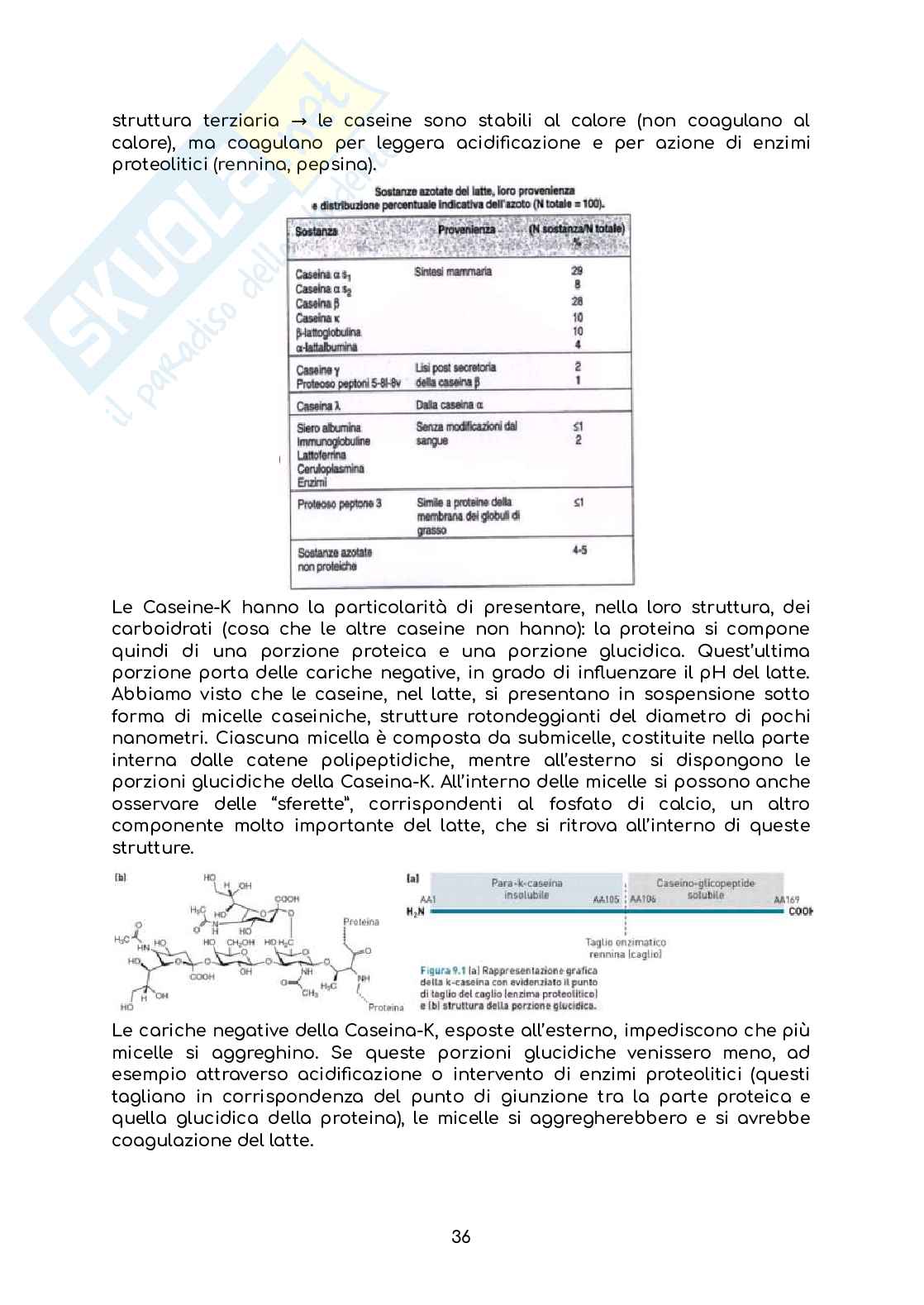 Appunti di Chimica degli alimenti e dei prodotti dietetici Pag. 36