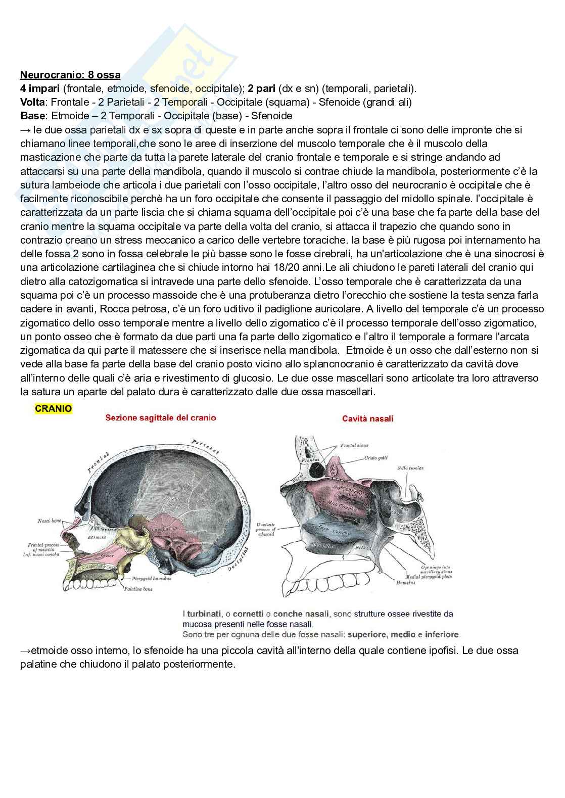 Appunti di Anatomia umana - modulo due Pag. 26