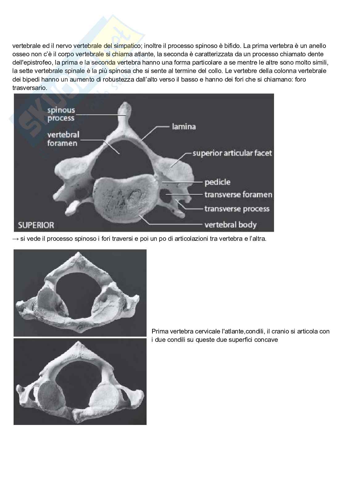 Appunti di Anatomia umana - modulo due Pag. 31