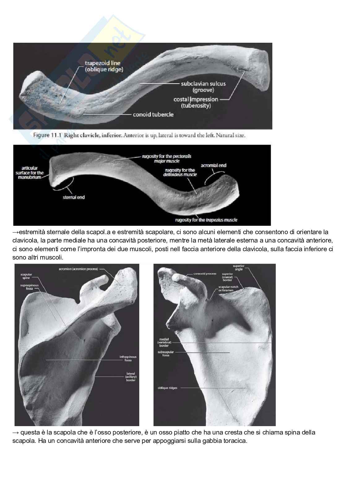 Appunti di Anatomia umana - modulo due Pag. 36
