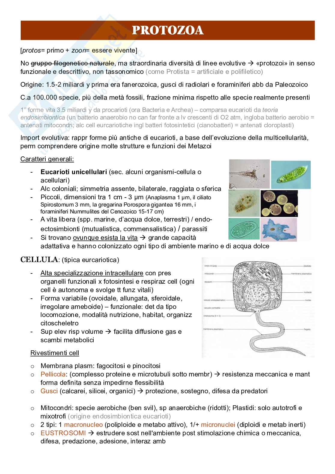 Zoologia sistematica  Pag. 1