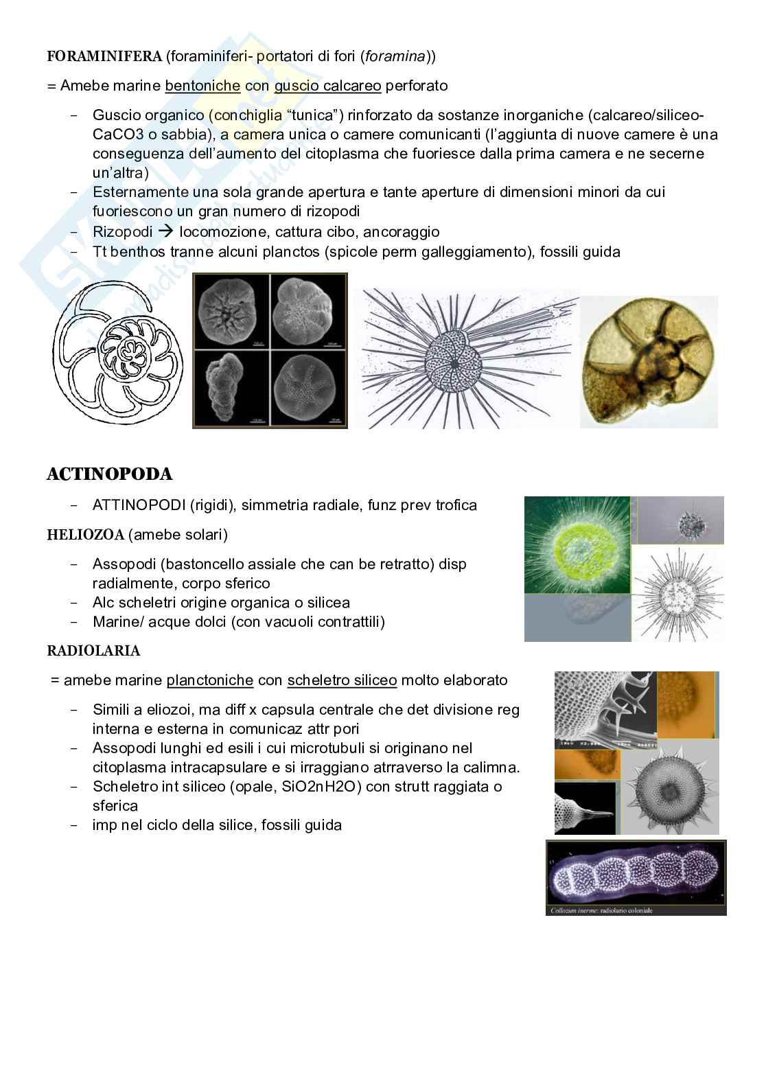 Zoologia sistematica  Pag. 11
