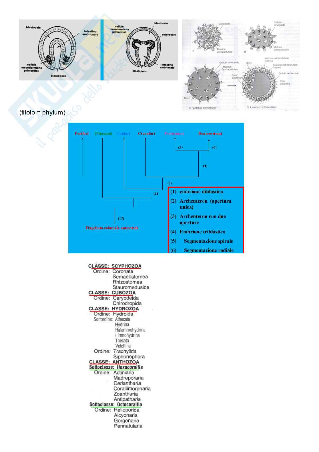 Zoologia sistematica  Pag. 16