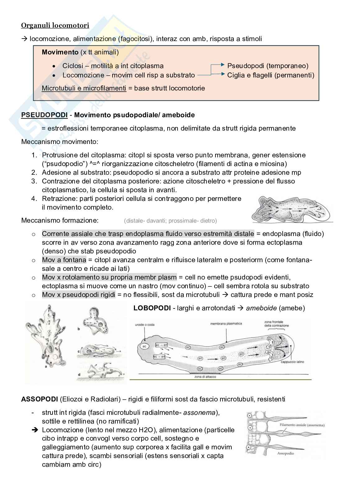 Zoologia sistematica  Pag. 2