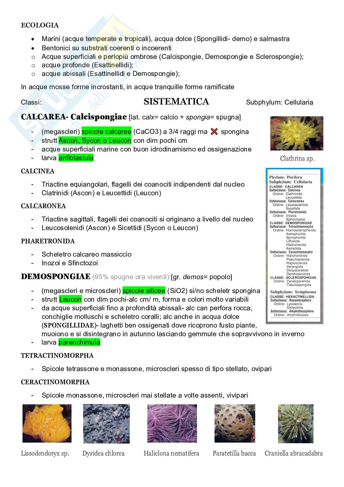 Zoologia sistematica  Pag. 21