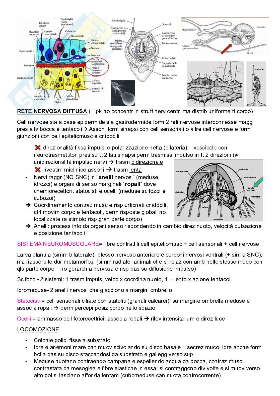 Zoologia sistematica  Pag. 26