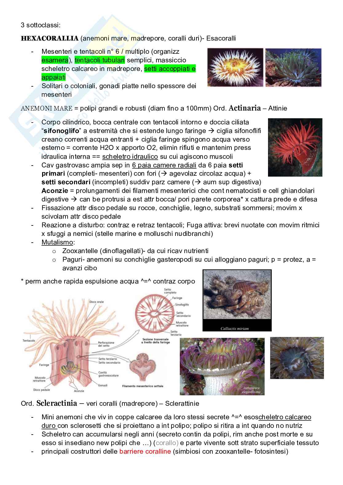 Zoologia sistematica  Pag. 31