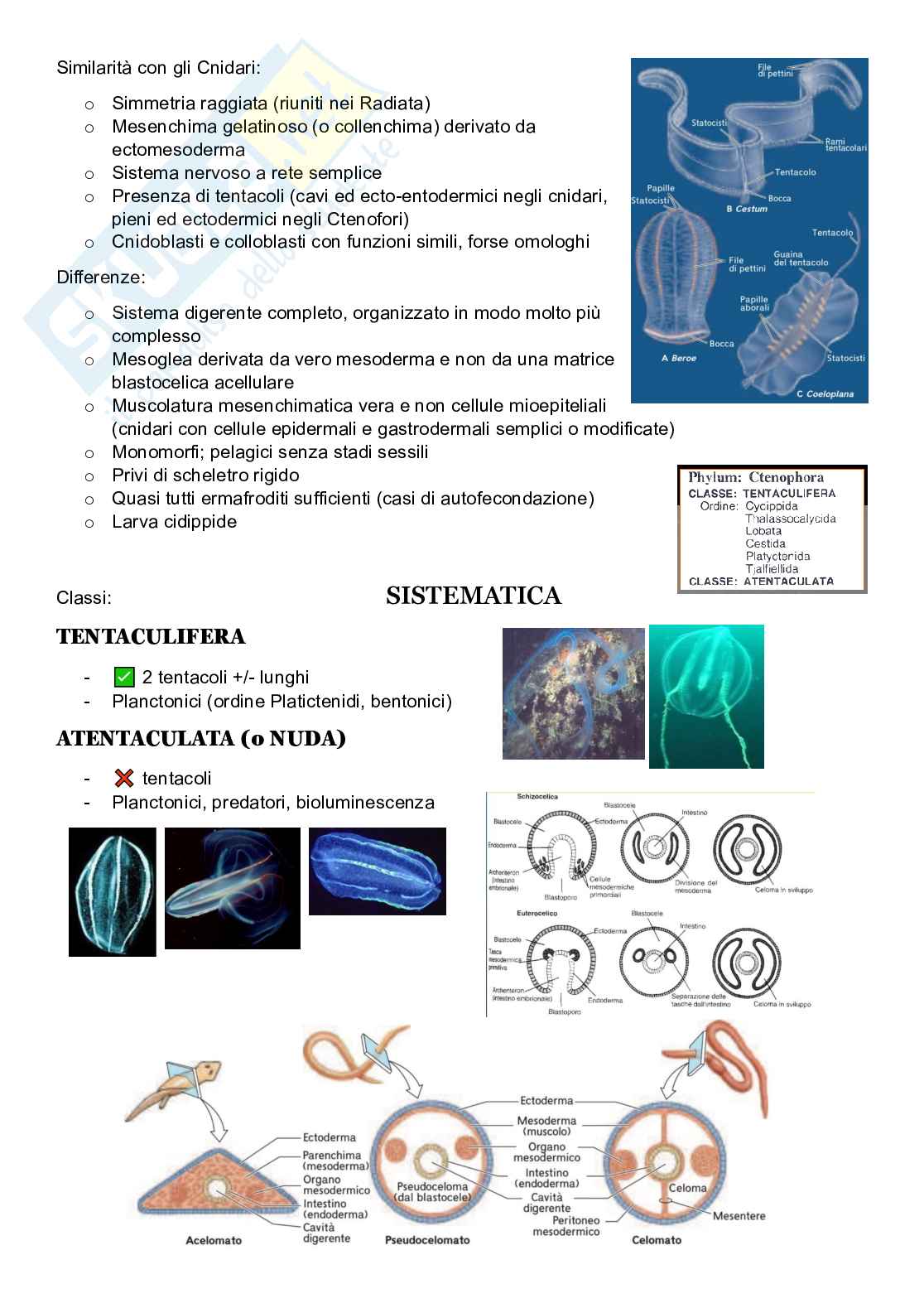 Zoologia sistematica  Pag. 36