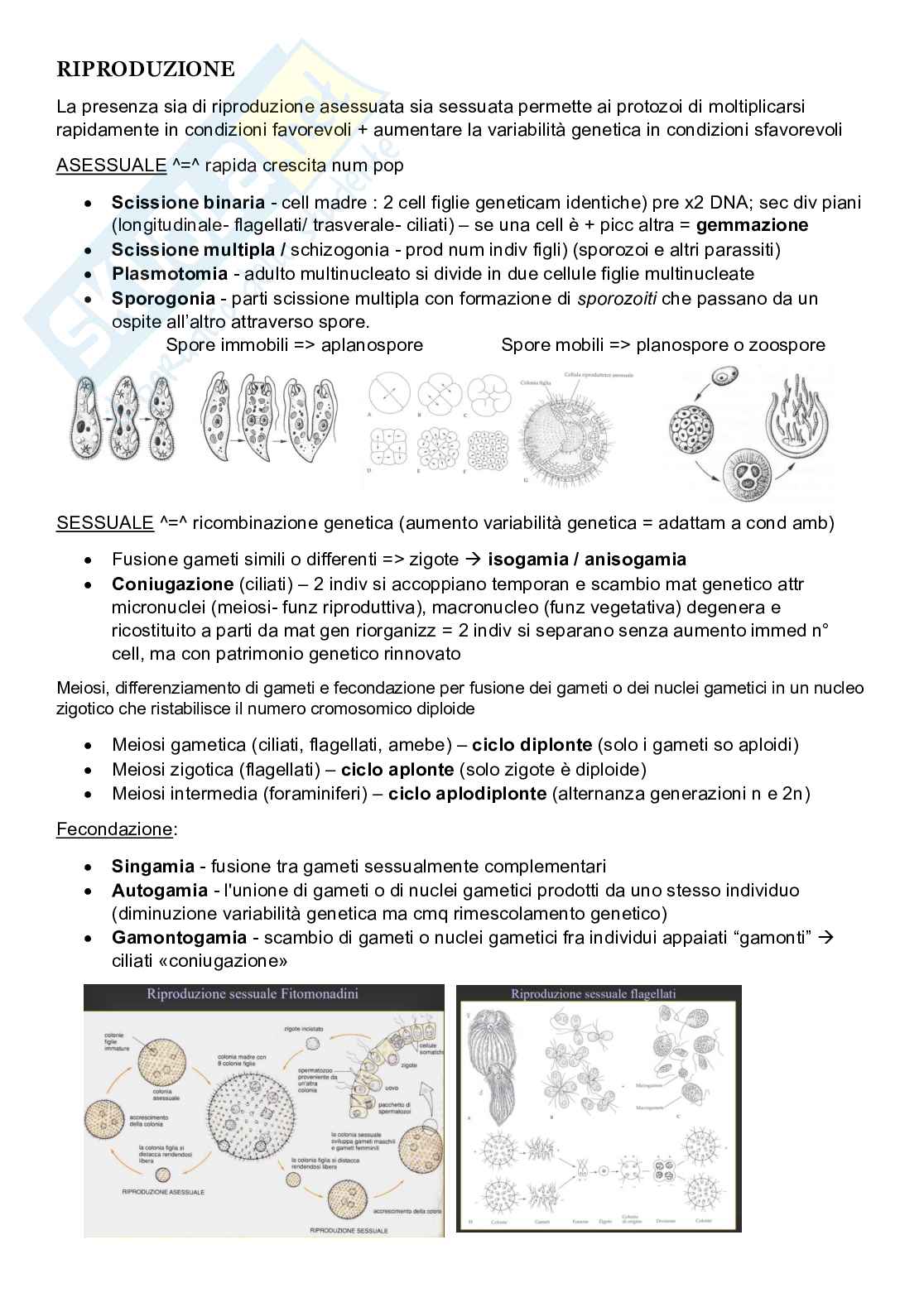 Zoologia sistematica  Pag. 6