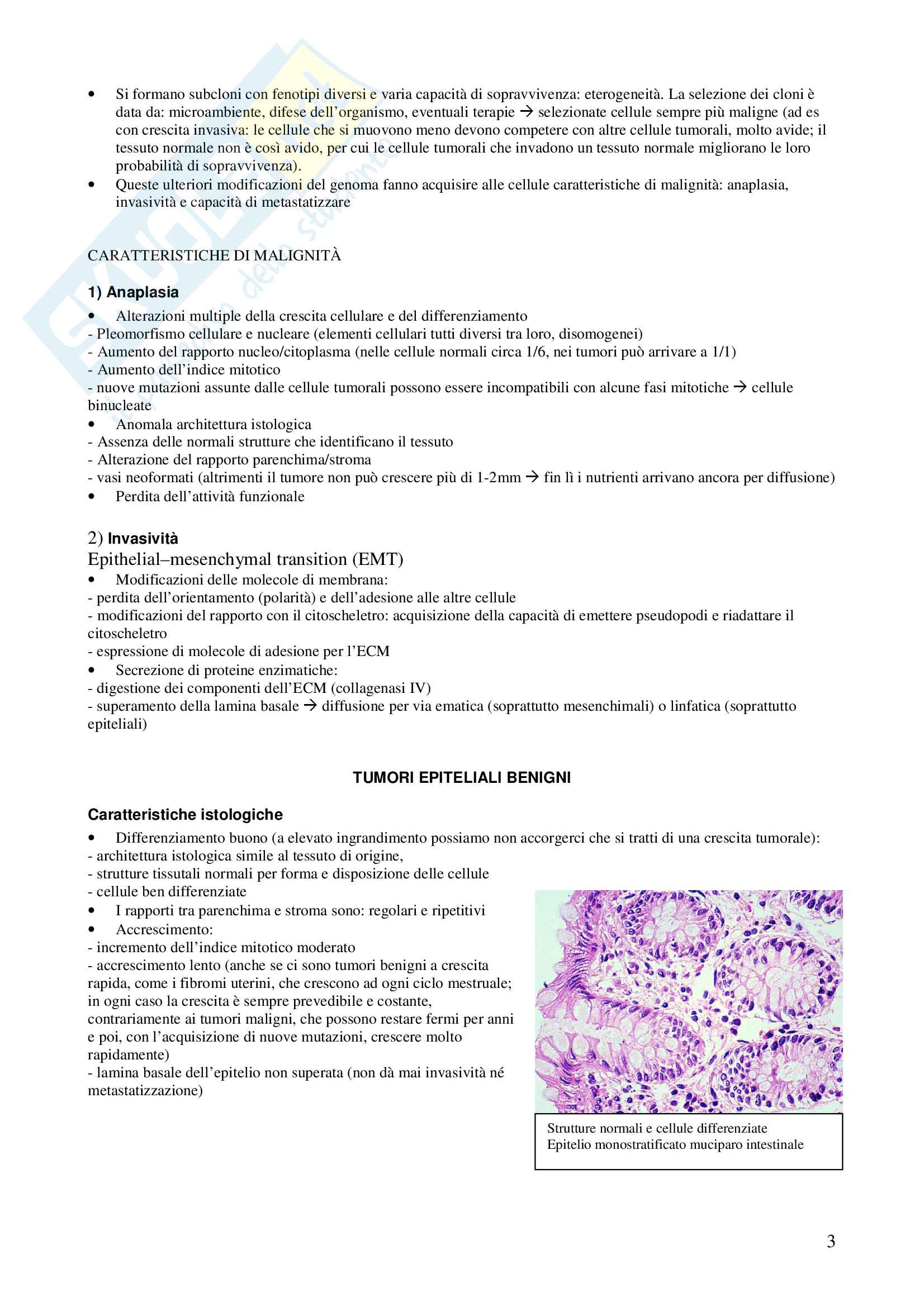 2. Neoplasia Pag. 2