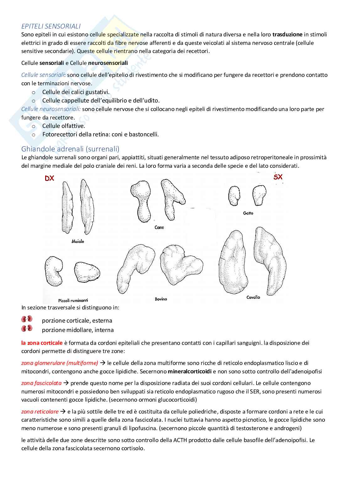 Anatomia veterinaria Pag. 21