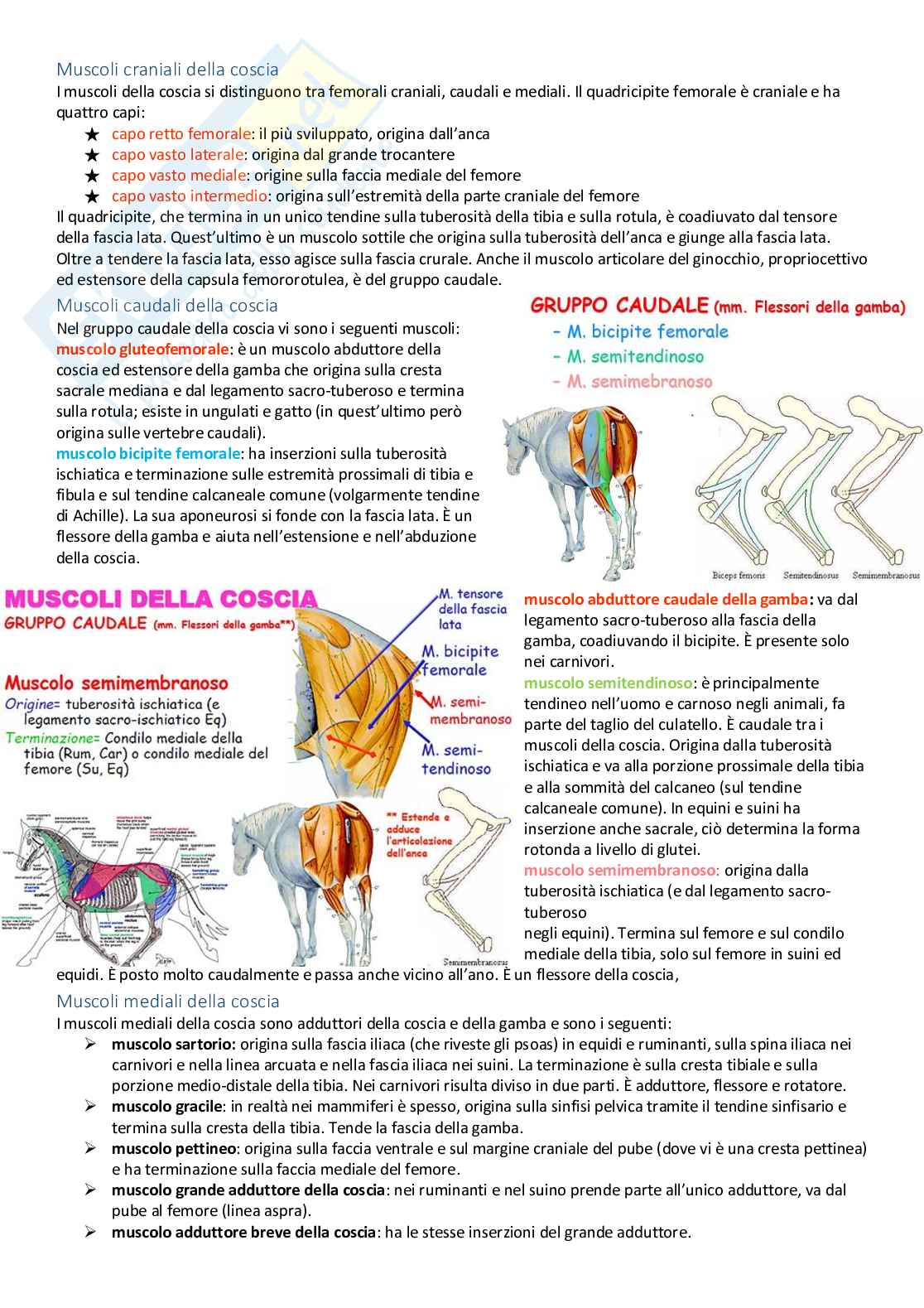 Anatomia veterinaria Pag. 66